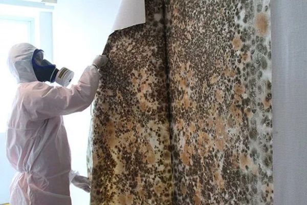 Mold Remediation